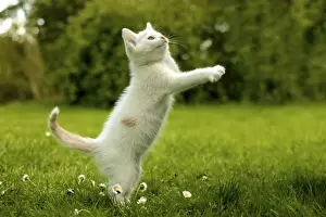 Cat Kitten playing on the grass