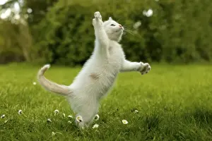 Cat Kitten playing in the grass