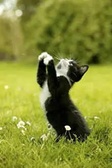 Watching Prints: Cat Kitten playing in the grass