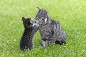 Images Dated 30th June 2011: Cat - kitten playing with mother in garden - Lower Saxony - Germany