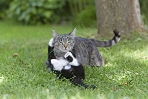Images Dated 19th July 2011: Cat - kitten playing with mother in garden - Lower Saxony - Germany