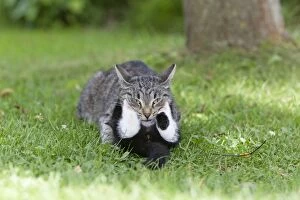 Images Dated 19th July 2011: Cat - kitten playing with mother in garden - Lower Saxony - Germany