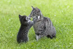 Loving Prints: Cat - kitten playing with mother in garden - Lower Saxony - Germany