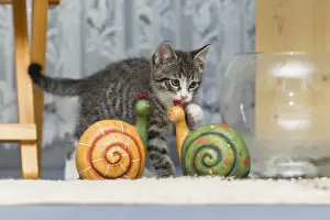 Ceramic Prints: Cat - kitten playing with ornaments in living room - Lower Saxony - Germany