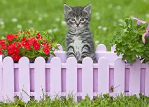 Cat - kitten playing in plant pot holder - on lawn - Lower Saxony - Germany