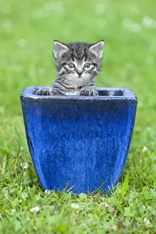 Flower Pot Prints: Cat - kitten playing in plant pot on lawn - Lower Saxony - Germany