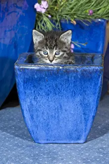 Flower Pot Prints: Cat - kitten playing in plant pot - Lower Saxony - Germany