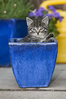 Cat - kitten playing in plant pot - oudoors - Lower Saxony - Germany