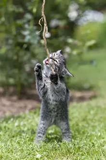 Sticks Prints: Cat - kitten playing with stick in garden - Lower Saxony - Germany