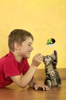 Cat - kitten playing with toy held by boy