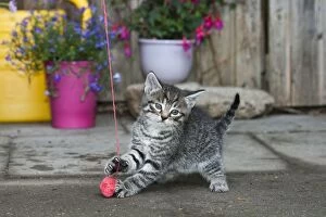 Images Dated 26th June 2011: Cat - kitten playing with wool ball - outdoors - Lower Saxony - Germany