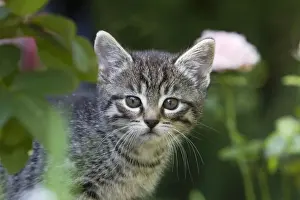 Kitten Prints: Cat - kitten portrait - outdoors - Lower Saxony - Germany