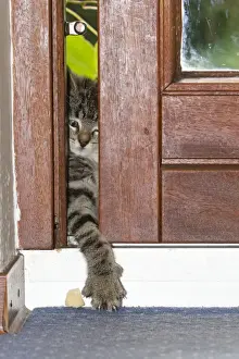 Opening Prints: Cat - kitten reaching through gap in door with its paw searching for food - Lower Saxony - Germany