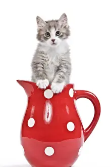 Cat - kitten in red jug