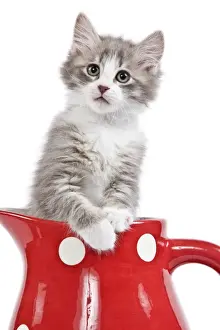 Kitten Prints: Cat - kitten in red jug