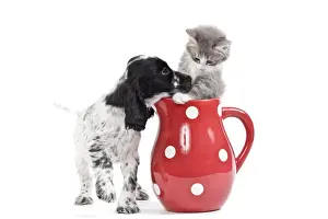 Jugs Prints: Cat - kitten in red jug with English Cocker Spaniel in studio