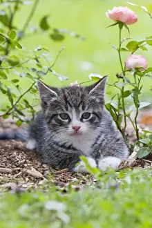 Lawns Prints: Cat - kitten resting in garden - Lower Saxony - Germany