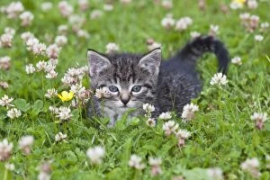 Images Dated 26th June 2011: Cat - kitten resting on lawn - Lower Saxony - Germany