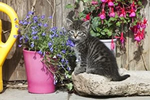 Images Dated 23rd June 2011: Cat - kitten resting between plant pots - Lower Saxony - Germany