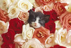 Roses Prints: Cat - kitten in roses