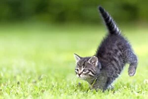 Cat - kitten running across lawn