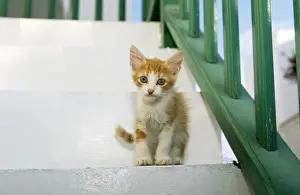 Steps Prints: Cat - kitten - Santorini Island - Greece