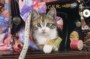Cat - Kitten with sewing machine