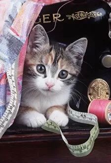 Mother's Day Gallery: Cat - Kitten with sewing machine and tape measure
