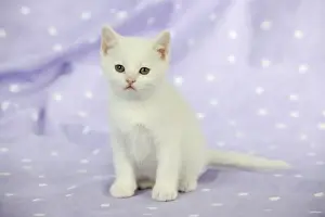 CAT. Kitten sitting down