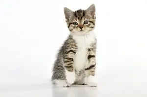 CAT. Kitten sitting down