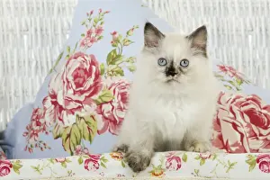 CAT. Kitten sitting in basket Digital Maipulation: filled gaps to right hand side