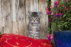 Images Dated 29th June 2011: Cat - kitten sitting on cushion - outdoors - Lower Saxony - Germany