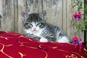 Images Dated 29th June 2011: Cat - kitten sitting on cushion - outdoors - Lower Saxony - Germany