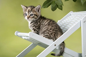 CAT - Tabby Kitten on chair