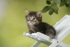 CAT - Tabby Kitten on chair