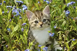 Baby Animal Prints: CAT. Kitten sitting in flowers