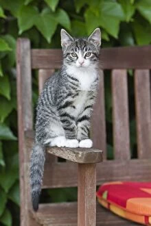 Images Dated 28th July 2011: Cat - kitten sitting on garden bench - Lower Saxony - Germany