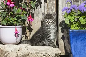 Shed Prints: Cat - kitten sitting in front of garden shed - Lower Saxony - Germany