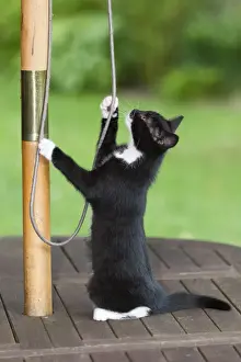 Pulling Prints: Cat - kitten sitting on garden table playing with sunshade cord - Lower Saxony - Germany
