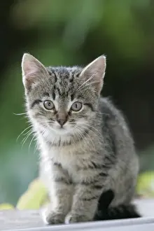 Cat - Kitten - Sitting on house door-step, waiting to be fed. Lower Saxony, Germany