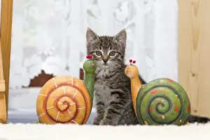 Ceramic Prints: Cat - kitten sitting between ornaments in living room - Lower Saxony - Germany
