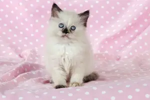 CAT. Kitten sitting on pink blanket