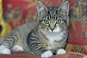 Images Dated 6th November 2007: Cat - Kitten sitting on red chair