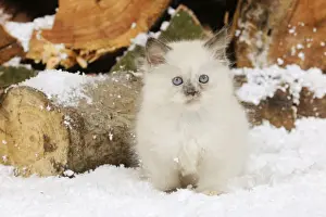 CAT. Kitten sitting in snow