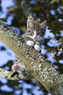 German Prints: Cat - kitten sitting in tree - Lower Saxony - Germany