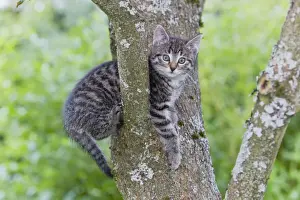 Climb Prints: Cat - kitten sitting in tree - Lower Saxony - Germany