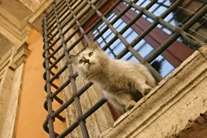 Window Prints: Cat Kitten sitting on window ledge Rome, Italy