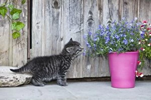 Images Dated 17th June 2011: Cat - kitten sniffing at flowers outdoors - Lower Saxony - Germany