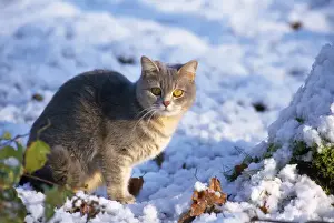 Cat - kitten in the snow