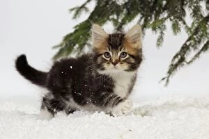 Images Dated 27th July 2009: CAT. Kitten in snow